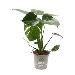 Monstera Delicisosa 15 Cm (24793)