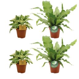 2x Kalanchoe Laciniata + 2x Microsorum Crocodyllus - 4 stuks (23468)