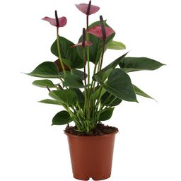Anthurium Baby Purple In Transparant Sleeve (28822)