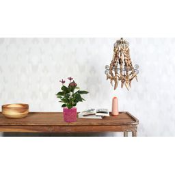 Anthurium Baby Purple In Transparant Sleeve (28822)