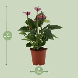 Anthurium Baby Purple In Transparant Sleeve (28822)