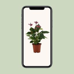 Anthurium Baby Purple In Transparant Sleeve (28822)