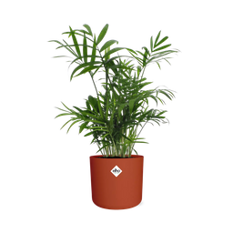 Chamaedorea in ELHO b.for soft rond 14cm brique (21505)