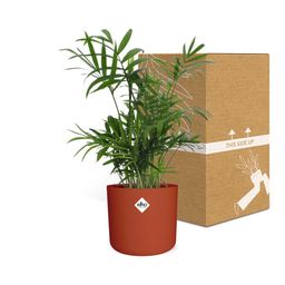 Chamaedorea in ELHO b.for soft rond 14cm brique (21505)