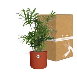 Chamaedorea in ELHO b.for soft rond 14cm brique (21505)