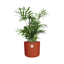 Chamaedorea in ELHO b.for soft rond 14cm brique (21505)