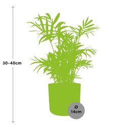 Chamaedorea in ELHO b.for soft rond 14cm brique (21505)