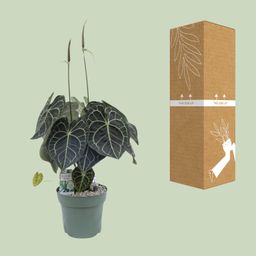 Anturium Clarinervium (25038)