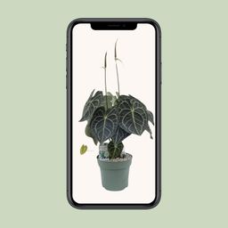 Anturium Clarinervium (25038)