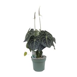 Anturium Clarinervium (25038)