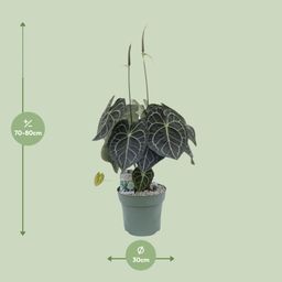 Anturium Clarinervium (25038)