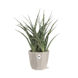 Sansevieria Fernwood Punk in ELHO b.for rock 14 cm warm grey (21614)