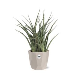 Sansevieria Fernwood Punk in ELHO b.for rock 14 cm warm grey (21614)