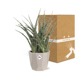 Sansevieria Fernwood Punk in ELHO b.for rock 14 cm warm grey (21614)