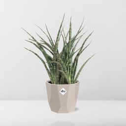 Sansevieria Fernwood Punk in ELHO b.for rock 14 cm warm grey (21614)