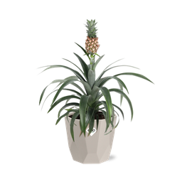 Ananas Mi Amigo in ELHO b.for rock 14 cm warm grey (21624)