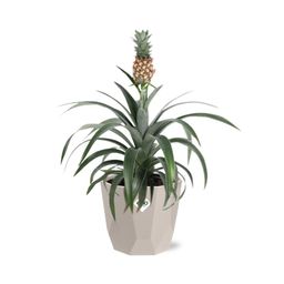Ananas Mi Amigo in ELHO b.for rock 14 cm warm grey (21624)