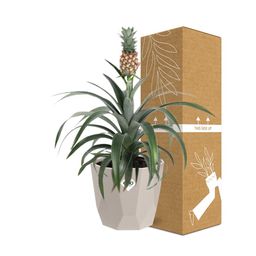 Ananas Mi Amigo in ELHO b.for rock 14 cm warm grey (21624)