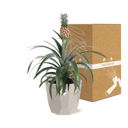 Ananas Mi Amigo in ELHO b.for rock 14 cm warm grey (21624)