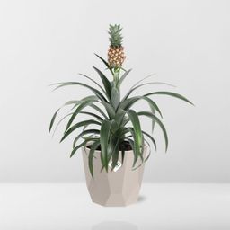 Ananas Mi Amigo in ELHO b.for rock 14 cm warm grey (21624)