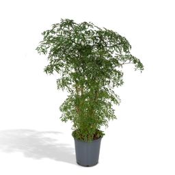 Polyscias Fruticosa (Aralia) (8720634285063)
