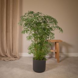 Polyscias Fruticosa (Aralia) (8720634285063)