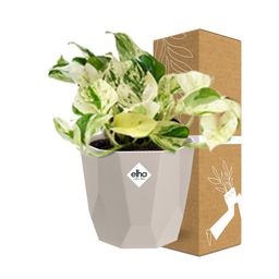 Epipremnum Pinnatum Happy Leaf in ELHO b.for rock 14 cm warm grey (21607)