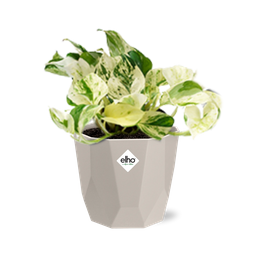 Epipremnum Pinnatum Happy Leaf in ELHO b.for rock 14 cm warm grey (21607)