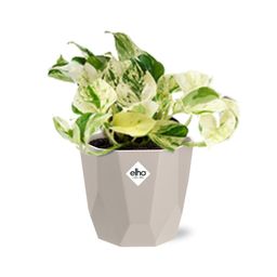 Epipremnum Pinnatum Happy Leaf in ELHO b.for rock 14 cm warm grey (21607)