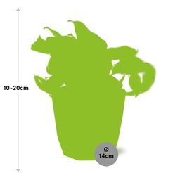 Epipremnum Pinnatum Happy Leaf in ELHO b.for rock 14 cm warm grey (21607)