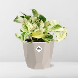 Epipremnum Pinnatum Happy Leaf in ELHO b.for rock 14 cm warm grey (21607)
