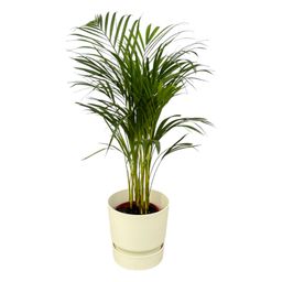 Areca palm - ↨70cm - Ø19cm inclusief elho Greenville Round wit D24xH23 (8721081601970)