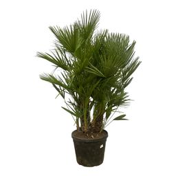 Chamaerops Humilis multi stam - 160 - 180 cm - Ø45cm (8721081685369)