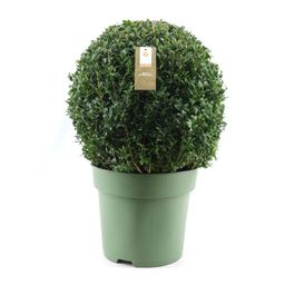 Buxus Semp. Ball Ø50cm P33 (24875)