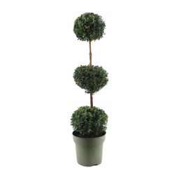 Buxus Semp. Trio-Ball (24867)