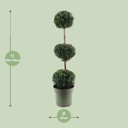 Buxus Semp. Trio-Ball (24867)