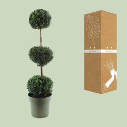 Buxus Semp. Trio-Ball (24867)