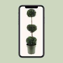Buxus Semp. Trio-Ball (24867)