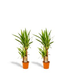 2x Yucca - ↨90cm - Ø17cm (8720634283540)