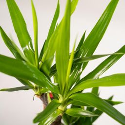 2x Yucca - ↨90cm - Ø17cm (8720634283540)