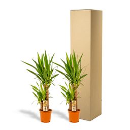 2x Yucca - ↨90cm - Ø17cm (8720634283540)