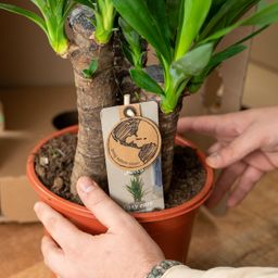 2x Yucca - ↨90cm - Ø17cm (8720634283540)