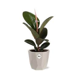 Ficus Elastica ‘Robusta’ in ELHO b.for rock 14 cm warm grey (21773)
