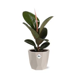Ficus Elastica ‘Robusta’ in ELHO b.for rock 14 cm warm grey (21773)