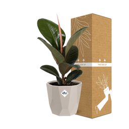 Ficus Elastica ‘Robusta’ in ELHO b.for rock 14 cm warm grey (21773)