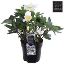 Helleborus Niger 'Christmas Carol' P10,5 (XL) (24754)