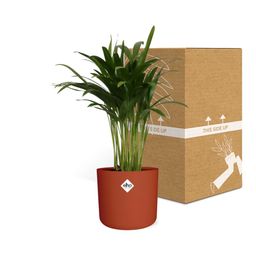 Areca Palm in ELHO b.for soft rond 14cm brique (21499)