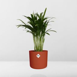 Areca Palm in ELHO b.for soft rond 14cm brique (21499)