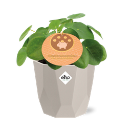 Pilea Peperomioides 12cm in ELHO b.for rock 14 cm warm grey (21615)