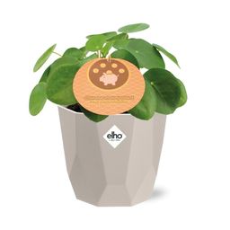 Pilea Peperomioides 12cm in ELHO b.for rock 14 cm warm grey (21615)